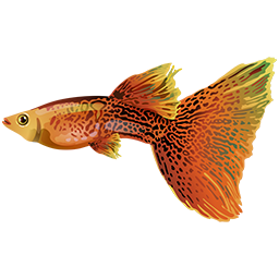 Guppe-Logo: Ein Fisch, nicht unähnlich bzw. sogar verdächtig ähnlich einem Guppy...
Quelle: https://a.gup.pe/f/guppe.png